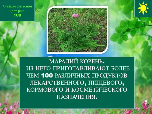 МАРАЛИЙ КОРЕНЬ. ИЗ НЕГО ПРИГОТАВЛИВАЮТ БОЛЕЕ ЧЕМ 100 РАЗЛИЧНЫХ ПРОДУКТОВ