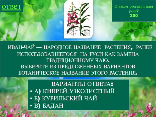 О каком растении идет речь? 200 ответ ВАРИАНТЫ ОТВЕТА: А)