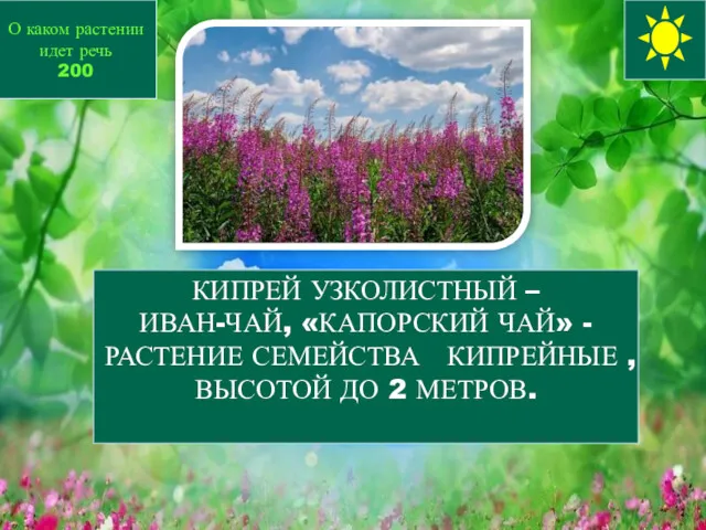 КИПРЕЙ УЗКОЛИСТНЫЙ – ИВАН-ЧАЙ, «КАПОРСКИЙ ЧАЙ» - РАСТЕНИЕ СЕМЕЙСТВА КИПРЕЙНЫЕ