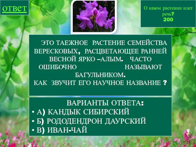 О каком растении идет речь? 200 ответ ВАРИАНТЫ ОТВЕТА: А)