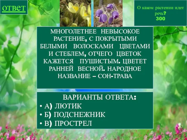 О каком растении идет речь? 300 ответ МНОГОЛЕТНЕЕ НЕВЫСОКОЕ РАСТЕНИЕ,