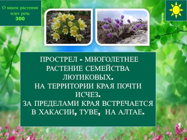 ПРОСТРЕЛ - МНОГОЛЕТНЕЕ РАСТЕНИЕ СЕМЕЙСТВА ЛЮТИКОВЫХ. НА ТЕРРИТОРИИ КРАЯ ПОЧТИ