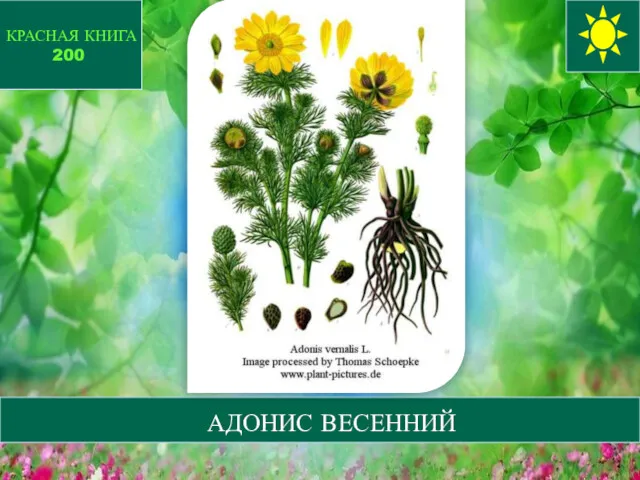 АДОНИС ВЕСЕННИЙ КРАСНАЯ КНИГА 200