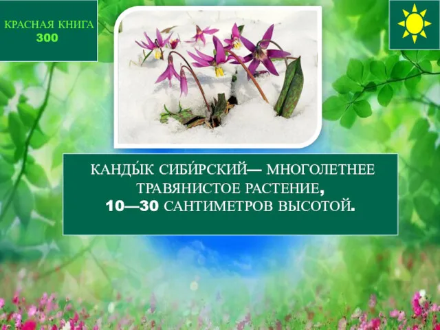 КАНДЫ́К СИБИ́РСКИЙ— МНОГОЛЕТНЕЕ ТРАВЯНИСТОЕ РАСТЕНИЕ, 10—30 САНТИМЕТРОВ ВЫСОТОЙ. КРАСНАЯ КНИГА 300