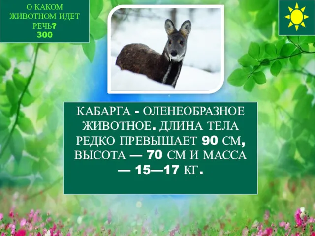 О КАКОМ ЖИВОТНОМ ИДЕТ РЕЧЬ? 300 КАБАРГА - ОЛЕНЕОБРАЗНОЕ ЖИВОТНОЕ.