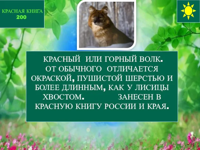 КРАСНЫЙ ИЛИ ГОРНЫЙ ВОЛК. ОТ ОБЫЧНОГО ОТЛИЧАЕТСЯ ОКРАСКОЙ, ПУШИСТОЙ ШЕРСТЬЮ