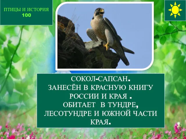 ПТИЦЫ И ИСТОРИЯ 100 СОКОЛ-САПСАН. ЗАНЕСЁН В КРАСНУЮ КНИГУ РОССИИ