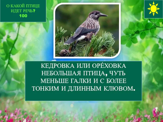 О КАКОЙ ПТИЦЕ ИДЕТ РЕЧЬ? 100 КЕДРОВКА ИЛИ ОРЕ́ХОВКА НЕБОЛЬШАЯ