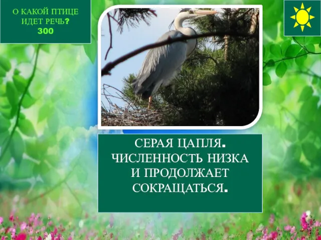 О КАКОЙ ПТИЦЕ ИДЕТ РЕЧЬ? 300 СЕРАЯ ЦАПЛЯ. ЧИСЛЕННОСТЬ НИЗКА И ПРОДОЛЖАЕТ СОКРАЩАТЬСЯ.