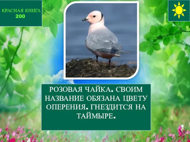 РОЗОВАЯ ЧАЙКА. СВОИМ НАЗВАНИЕ ОБЯЗАНА ЦВЕТУ ОПЕРЕНИЯ. ГНЕЗДИТСЯ НА ТАЙМЫРЕ. КРАСНАЯ КНИГА 200