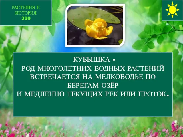 КУБЫШКА - РОД МНОГОЛЕТНИХ ВОДНЫХ РАСТЕНИЙ ВСТРЕЧАЕТСЯ НА МЕЛКОВОДЬЕ ПО