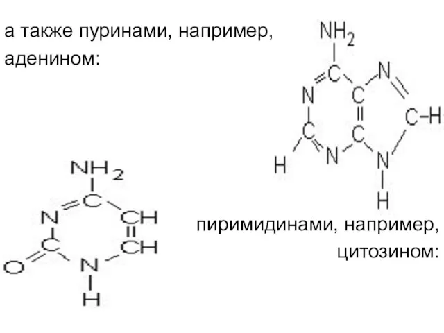 а также пуринами, например, аденином: пиримидинами, например, цитозином:
