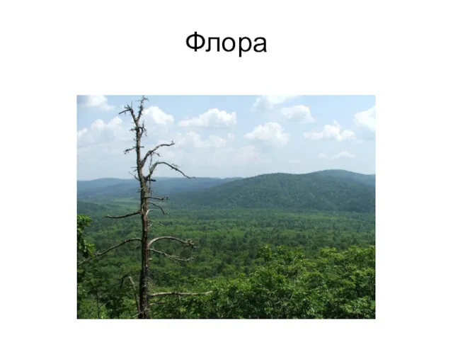 Флора