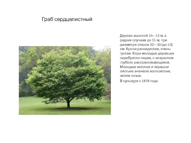 Граб сердцелистный Дерево высотой 10—12 м, в редких случаях до