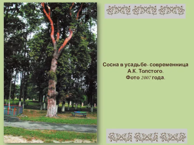 Сосна в усадьбе- современница А.К. Толстого. Фото 2007 года.