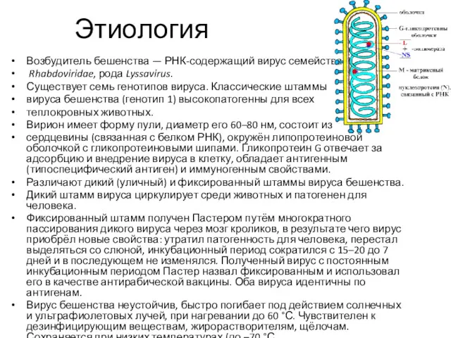 Этиология Возбудитель бешенства — РНК-содержащий вирус семейства Rhabdoviridae, рода Lyssavirus.