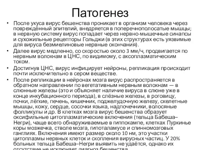 Патогенез После укуса вирус бешенства проникает в организм человека через