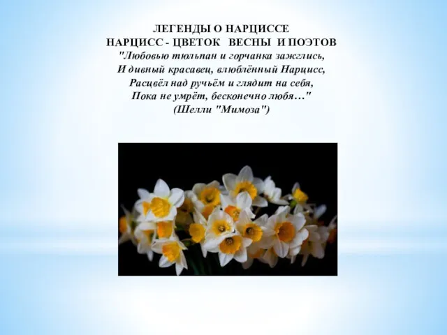 ЛЕГЕНДЫ О НАРЦИССЕ НАРЦИСС - ЦВЕТОК ВЕСНЫ И ПОЭТОВ "Любовью тюльпан и горчанка