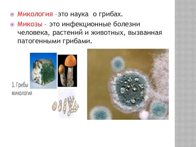 Микология –это наука о грибах. Микозы – это инфекционные болезни человека, растений и
