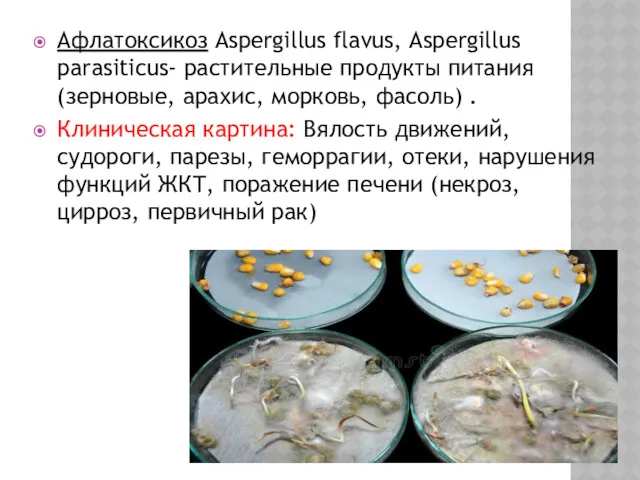 Афлатоксикоз Aspergillus flavus, Aspergillus parasiticus- растительные продукты питания (зерновые, арахис, морковь, фасоль) .