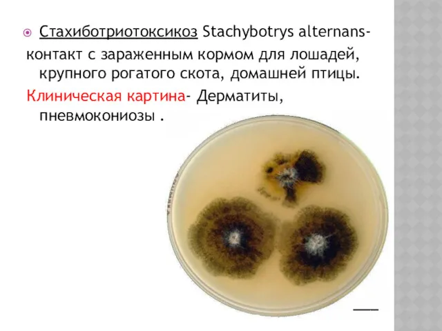 Стахиботриотоксикоз Stachybotrys alternans- контакт с зараженным кормом для лошадей, крупного рогатого скота, домашней