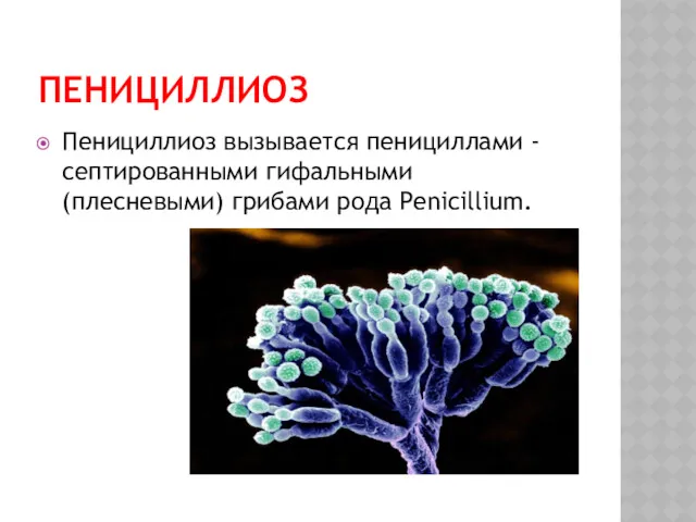 ПЕНИЦИЛЛИОЗ Пенициллиоз вызывается пенициллами - септированными гифальными (плесневыми) грибами рода Penicillium.