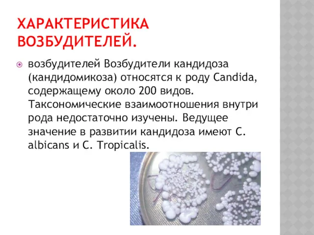 ХАРАКТЕРИСТИКА ВОЗБУДИТЕЛЕЙ. возбудителей Возбудители кандидоза (кандидомикоза) относятся к роду Candida, содержащему около 200