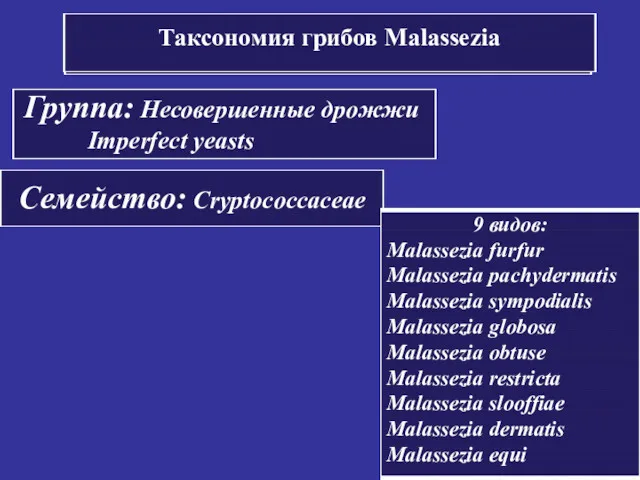 Группа: Несовершенные дрожжи Imperfect yeasts Семейство: Cryptococcaceae