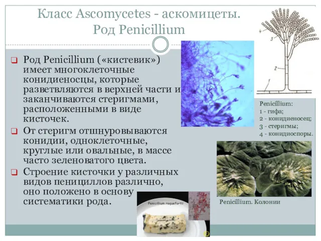 Класс Ascomycetes - аскомицеты. Род Penicillium Род Penicillium («кистевик») имеет