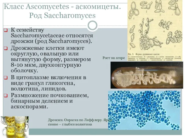 Класс Ascomycetes - аскомицеты. Род Saсcharomyces К семейству Saсcharomycetaceae относятся