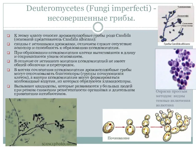 Deuteromycetes (Fungi imperfecti) - несовершенные грибы. К этому классу относят