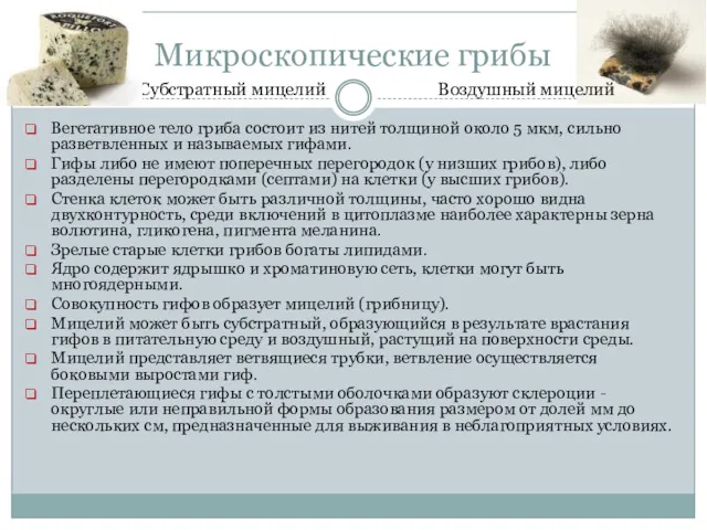 Микроскопические грибы Вегетативное тело гриба состоит из нитей толщиной около