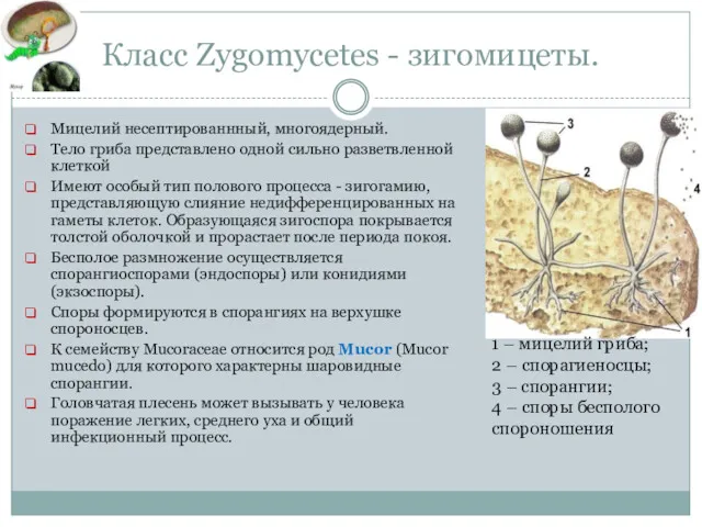 Класс Zygomycetes - зигомицеты. Мицелий несептированнный, многоядерный. Тело гриба представлено