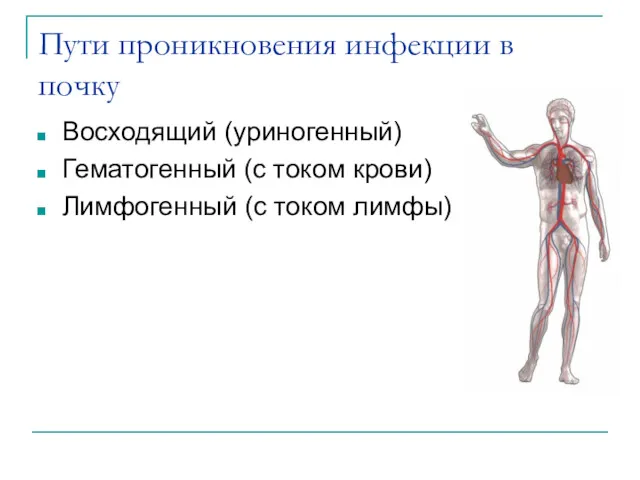 Пути проникновения инфекции в почку Восходящий (уриногенный) Гематогенный (с током крови) Лимфогенный (с током лимфы)