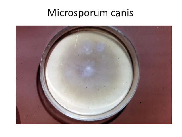 Microsporum canis