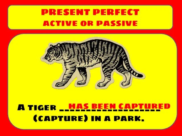 A tiger ___________________ (capture) in a park. PRESENT PERFECT active or passive has been captured