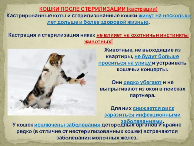 КОШКИ ПОСЛЕ СТЕРИЛИЗАЦИИ (кастрации) Кастрированные коты и стерилизованные кошки живут