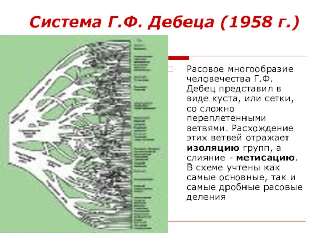 Система Г.Ф. Дебеца (1958 г.) Расовое многообразие человечества Г.Ф. Дебец