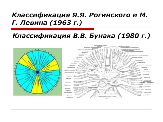 Классификация Я.Я. Рогинского и М.Г. Левина (1963 г.) Классификация В.В. Бунака (1980 г.)