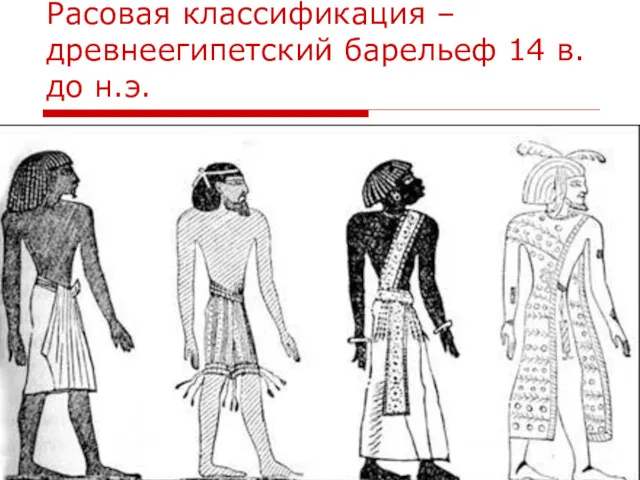 Расовая классификация – древнеегипетский барельеф 14 в.до н.э.