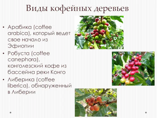 Виды кофейных деревьев Арабика (coffee arabica), который ведет свое начало из Эфиопии Робуста