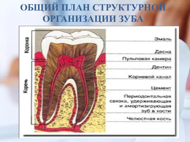 ОБЩИЙ ПЛАН СТРУКТУРНОЙ ОРГАНИЗАЦИИ ЗУБА