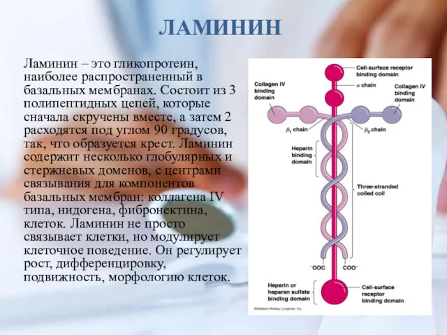 ЛАМИНИН Ламинин – это гликопротеин, наиболее распространенный в базальных мембранах.