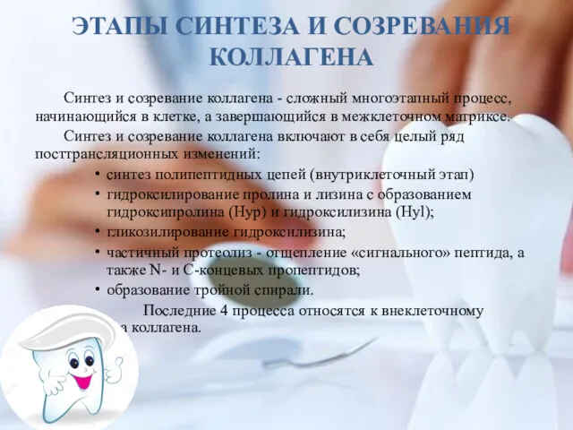 ЭТАПЫ СИНТЕЗА И СОЗРЕВАНИЯ КОЛЛАГЕНА Синтез и созревание коллагена -