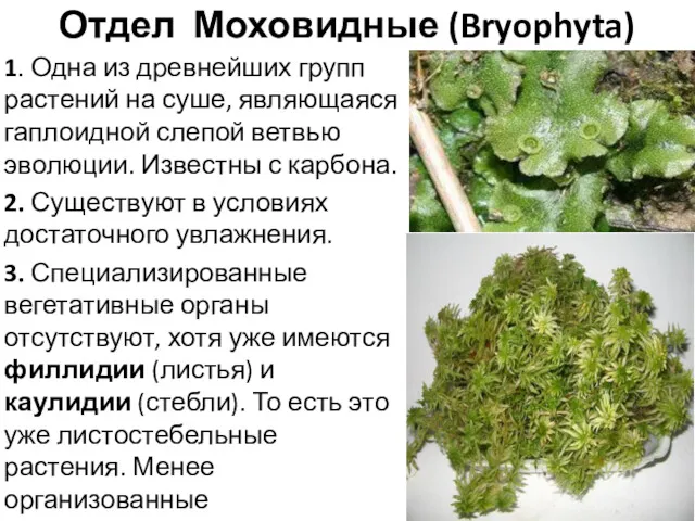 Отдел Моховидные (Bryophyta) 1. Одна из древнейших групп растений на
