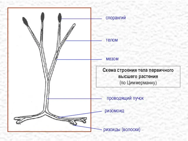спорангий телом мезом Схема строения тела первичного высшего растения (по Циммерманну) проводящий пучок ризомоид ризоиды (волоски)