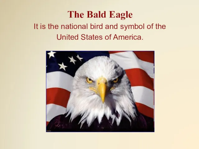 The Bald Eagle It is the national bird and symbol of the United States of America.