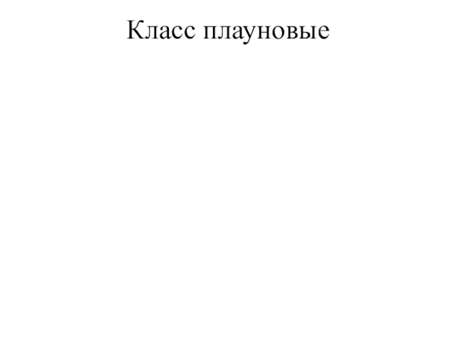 Класс плауновые Плауновые насчитывают немногим более 200 видов, из которых около 10 встречается