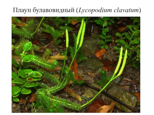 Плаун булавовидный (Lycopodium clavatum)