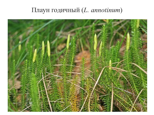 Плаун годичный (L. annotinum)